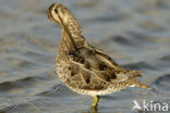 Common Snipe (Gallinago gallinago)