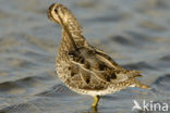 Watersnip (Gallinago gallinago) 