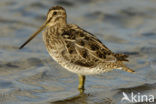 Common Snipe (Gallinago gallinago)