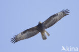 Honey Buzzard (Pernis apivorus)