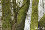 Willow (Salix)