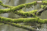 Willow (Salix)
