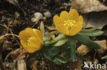 Winter Aconite (Eranthis hyemalis)