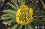 Winter Aconite (Eranthis hyemalis)