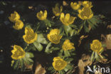 Winter Aconite (Eranthis hyemalis)