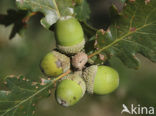 Wintereik (Quercus petraea)