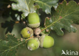 Wintereik (Quercus petraea)