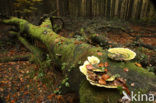 Witte bultzwam (Trametes gibbosa)