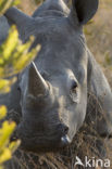 white Rhinoceros