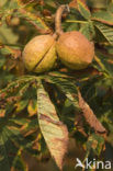 Witte paardenkastanje (Aesculus hippocastanum)