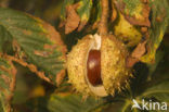 Witte paardenkastanje (Aesculus hippocastanum)