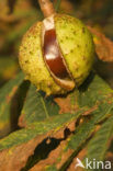 Horse-chestnut (Aesculus hippocastanum)