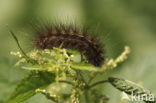 Witte tijger (Spilosoma lubricipeda)