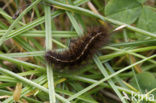 Witte tijger (Spilosoma lubricipeda)