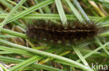 Witte tijger (Spilosoma lubricipeda)