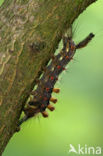 Witvlakvlinder (Orgyia antiqua)