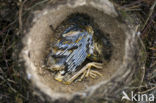 Zanglijster (Turdus philomelos)