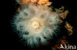 Tube sea anemone