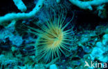 Tube sea anemone