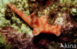 nudibranch (Ceratosoma trilobatum)