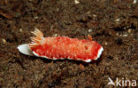 Seaslug (Chromodoris reticulata)