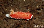 Zeenaaktslak (Chromodoris reticulata)