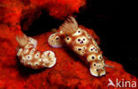 nudibranch (Risbecia tryoni)