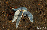 Sea Slug (Armina sp.)