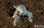 Sea Slug (Armina sp.)