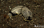 Sea Slug (Armina sp.)