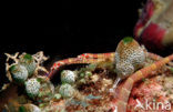 Black-breasted pipefish (Corythoichthys nigripectus)