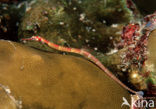 Zeenaald (Corythoichthys nigripectus)