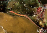 Black-breasted pipefish (Corythoichthys nigripectus)