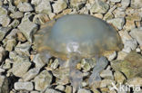 Dustbin-lid jellyfish (Rhizostoma octopus)