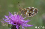 Small Pearl-Bordered Fritillary (Boloria selene)