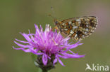 Zilveren maan (Boloria selene) 