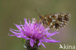 Zilveren maan (Boloria selene) 