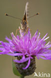 Zilveren maan (Boloria selene) 