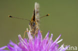 Zilveren maan (Boloria selene) 