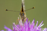 Zilveren maan (Boloria selene) 