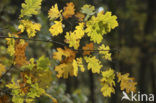 Zomereik (Quercus robur)