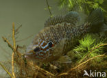 Pumpkinseed Sunfish (Lepomis gibbosus)