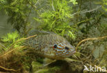 Pumpkinseed Sunfish (Lepomis gibbosus)