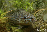 Zonnebaars (Lepomis gibbosus)