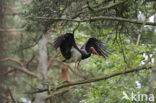 Zwarte Ooievaar (Ciconia nigra)