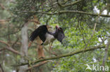 Zwarte Ooievaar (Ciconia nigra)