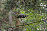 Zwarte Ooievaar (Ciconia nigra)