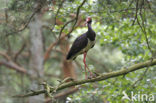 Zwarte Ooievaar (Ciconia nigra)