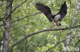 Black Stork (Ciconia nigra)