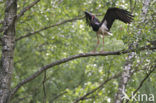 Black Stork (Ciconia nigra)